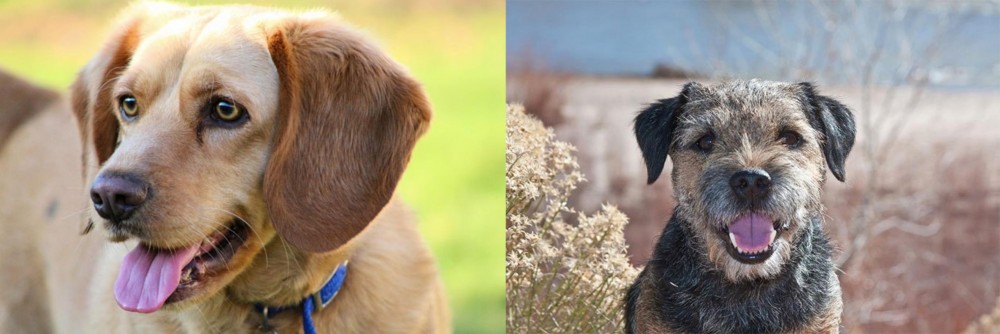 Border Terrier vs Beago - Breed Comparison