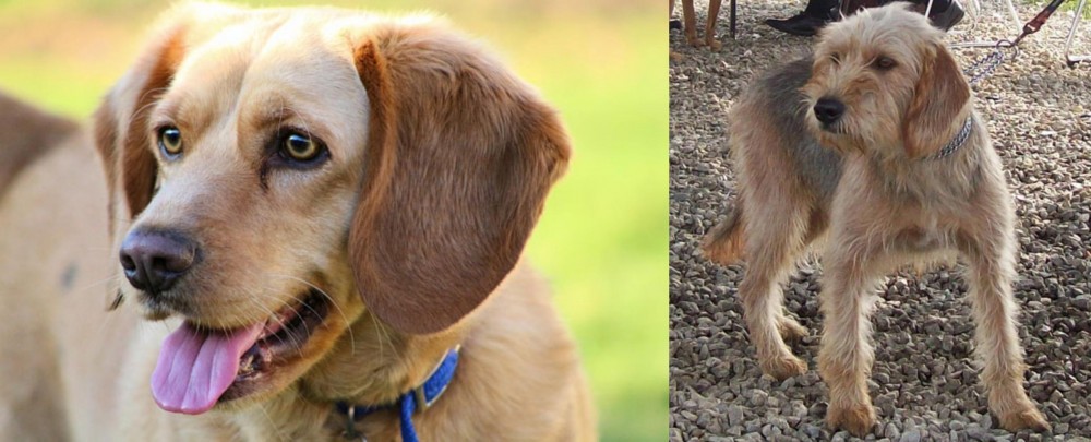 Bosnian Coarse-Haired Hound vs Beago - Breed Comparison