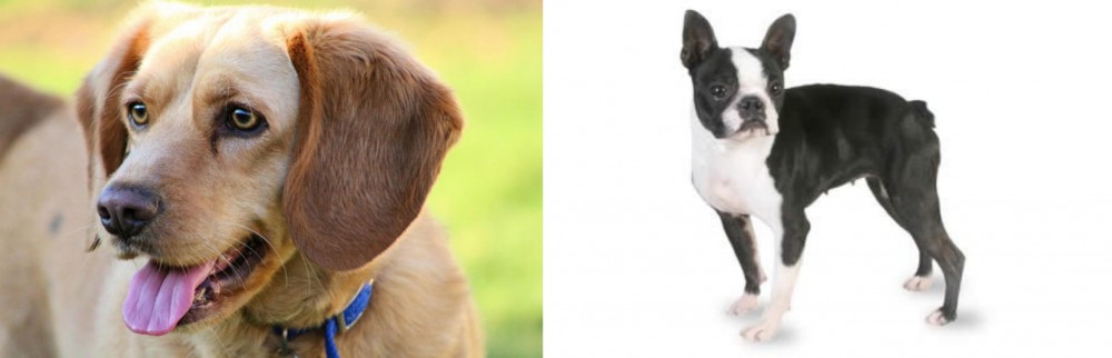Boston Terrier vs Beago - Breed Comparison