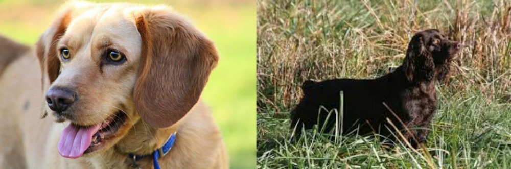 Boykin Spaniel vs Beago - Breed Comparison