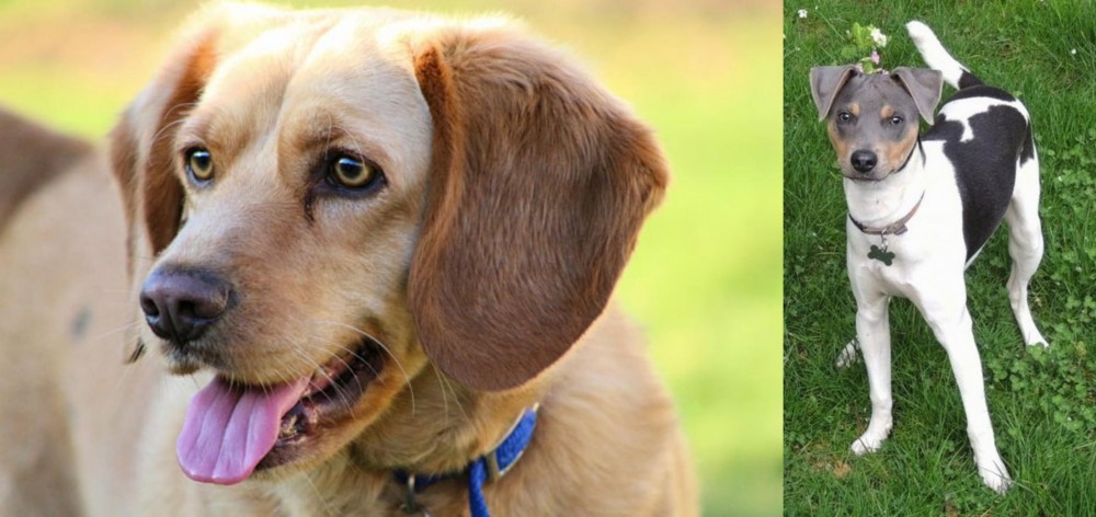Brazilian Terrier vs Beago - Breed Comparison
