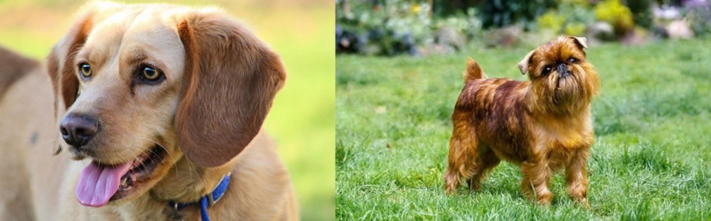 Brussels Griffon vs Beago - Breed Comparison