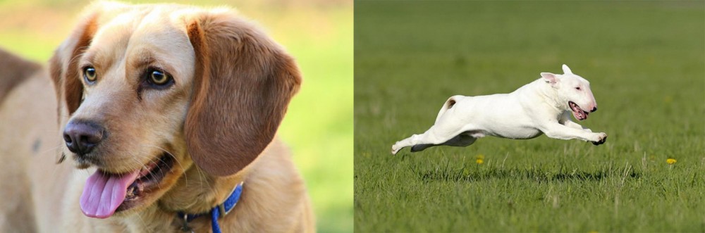 Bull Terrier vs Beago - Breed Comparison