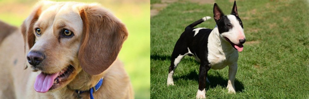 Bull Terrier Miniature vs Beago - Breed Comparison