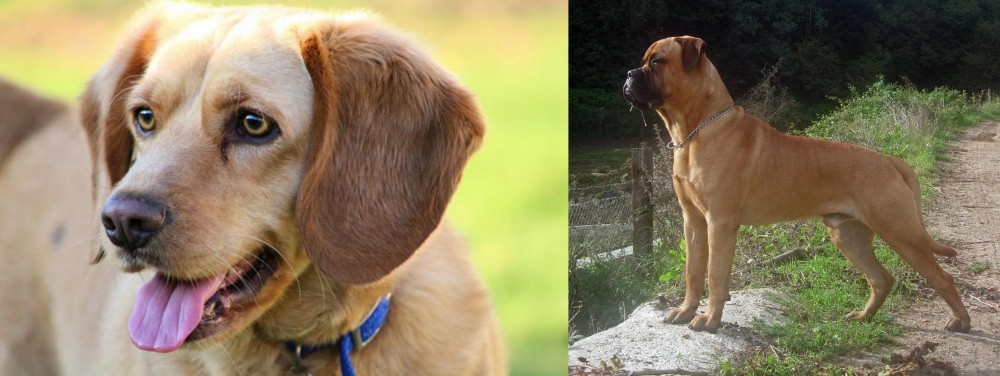 Bullmastiff vs Beago - Breed Comparison