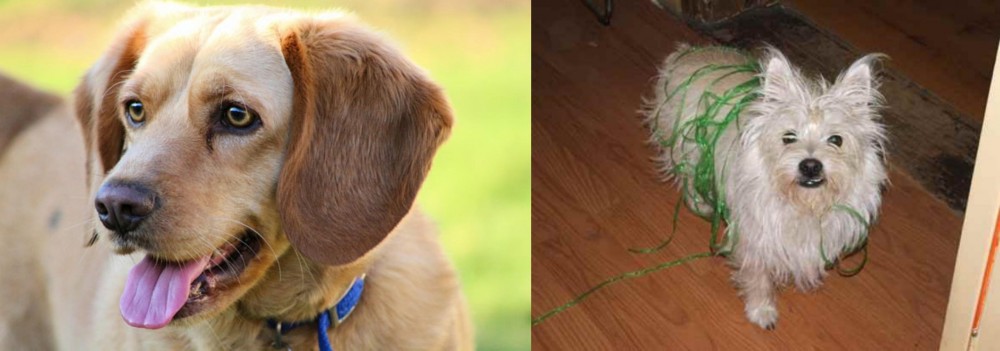 Cairland Terrier vs Beago - Breed Comparison