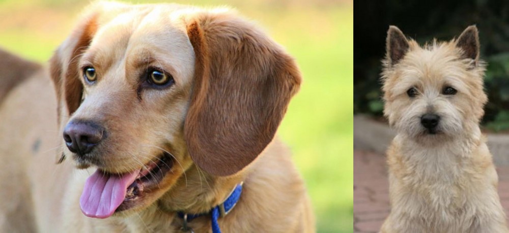 Cairn Terrier vs Beago - Breed Comparison