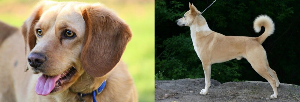 Canaan Dog vs Beago - Breed Comparison