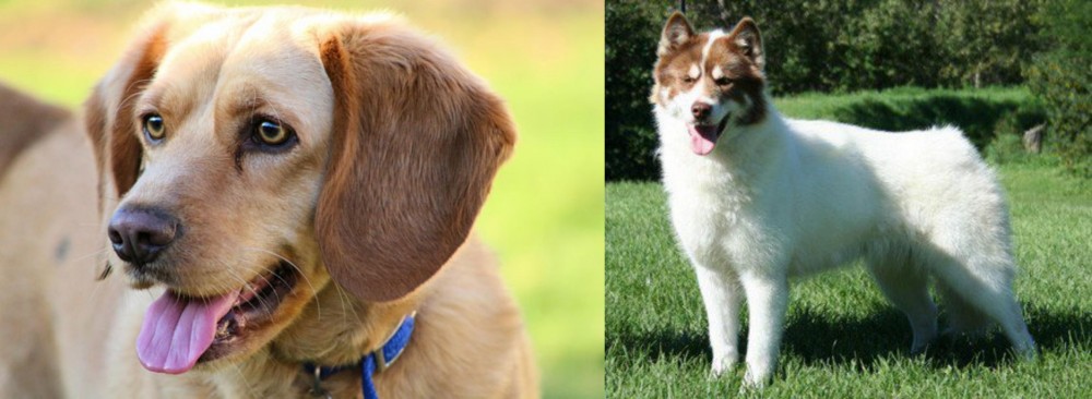 Canadian Eskimo Dog vs Beago - Breed Comparison