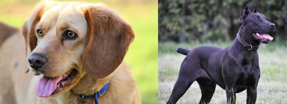 Canis Panther vs Beago - Breed Comparison