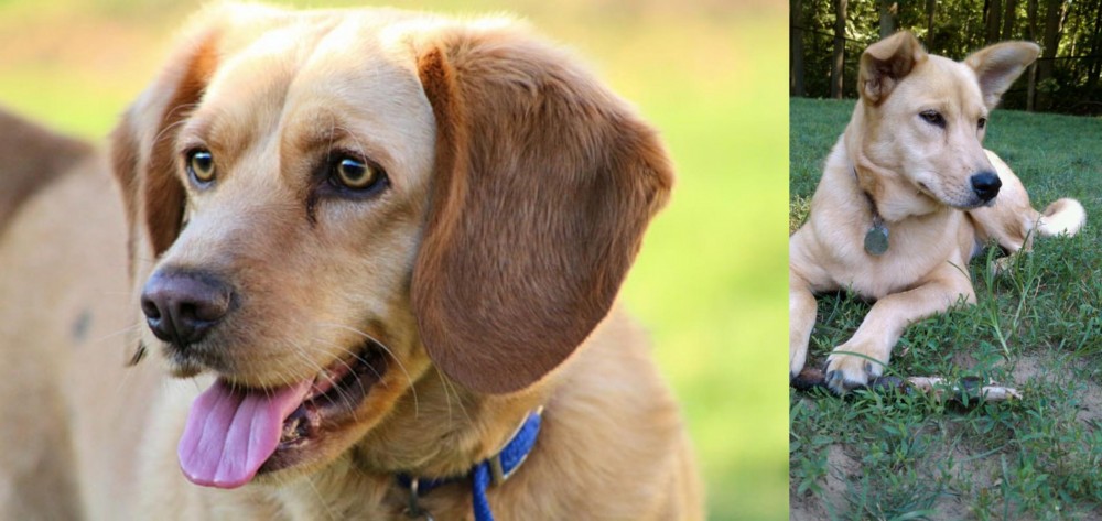 Carolina Dog vs Beago - Breed Comparison