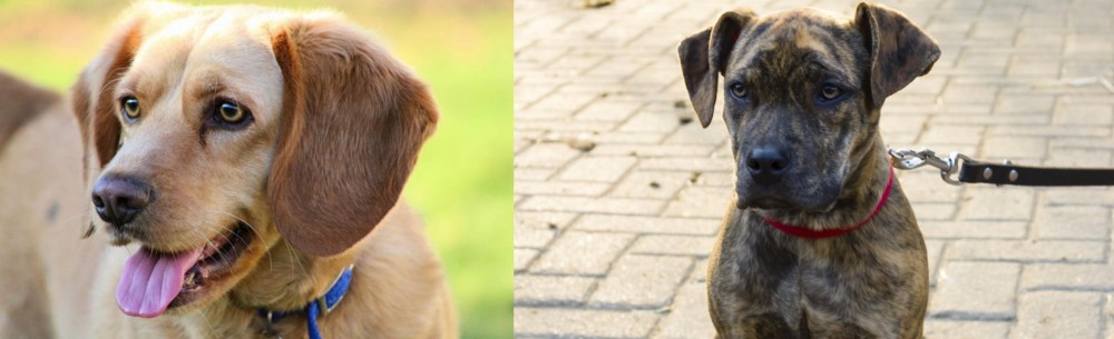 Catahoula Bulldog vs Beago - Breed Comparison