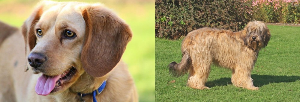 Catalan Sheepdog vs Beago - Breed Comparison