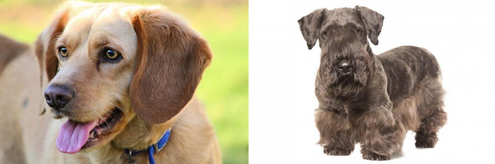 Cesky Terrier vs Beago - Breed Comparison