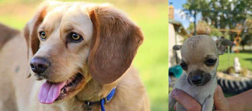 Chihuahua vs Beago - Breed Comparison