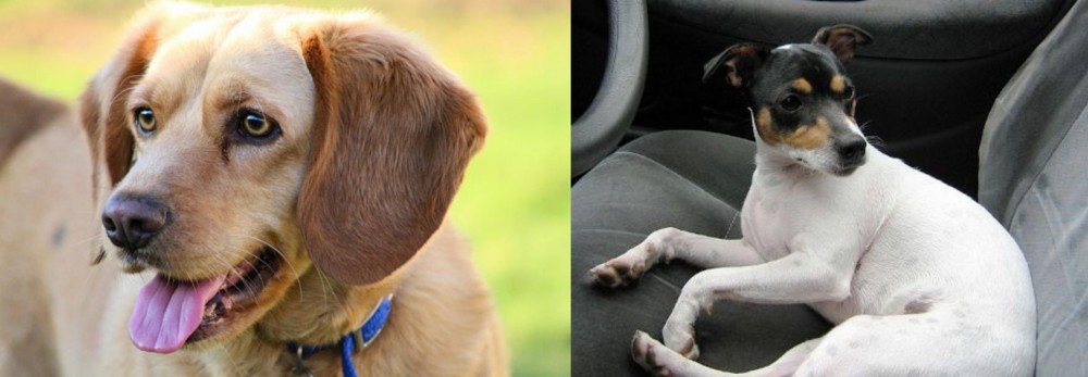 Chilean Fox Terrier vs Beago - Breed Comparison