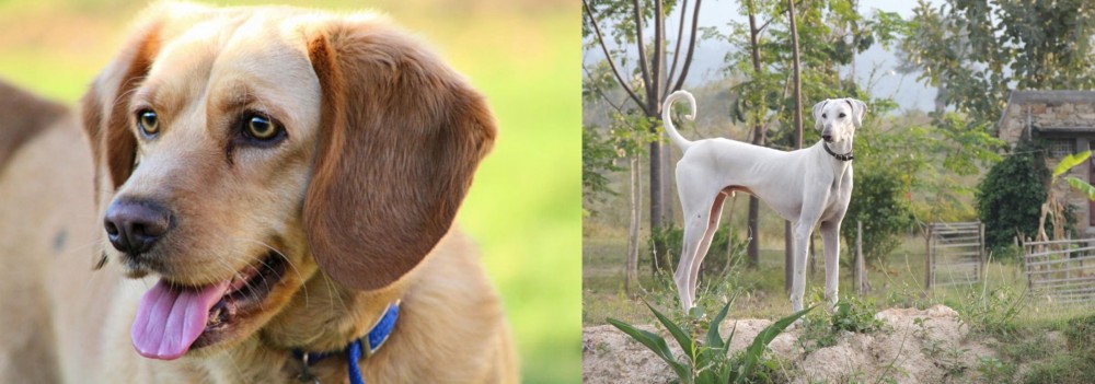 Chippiparai vs Beago - Breed Comparison