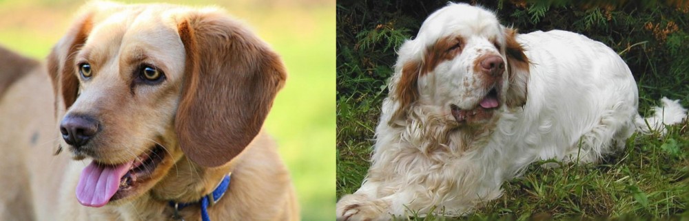 Clumber Spaniel vs Beago - Breed Comparison