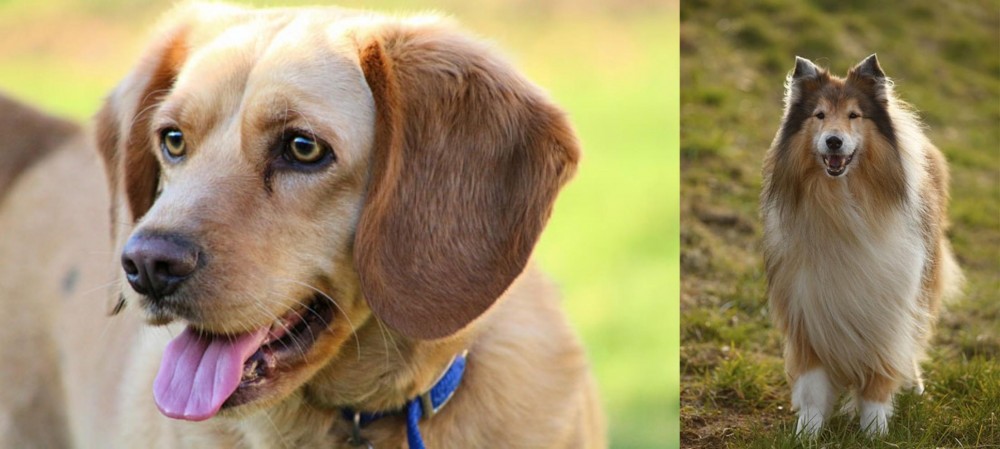 Collie vs Beago - Breed Comparison