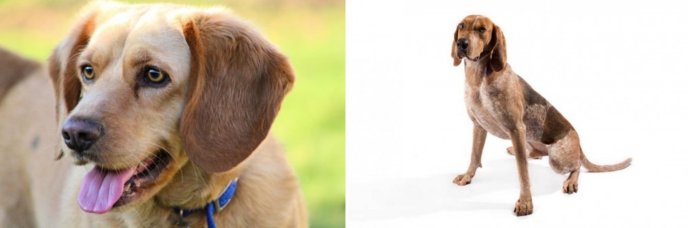 Coonhound vs Beago - Breed Comparison