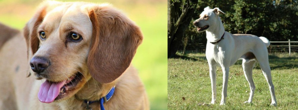 Cretan Hound vs Beago - Breed Comparison