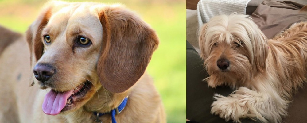 Cyprus Poodle vs Beago - Breed Comparison