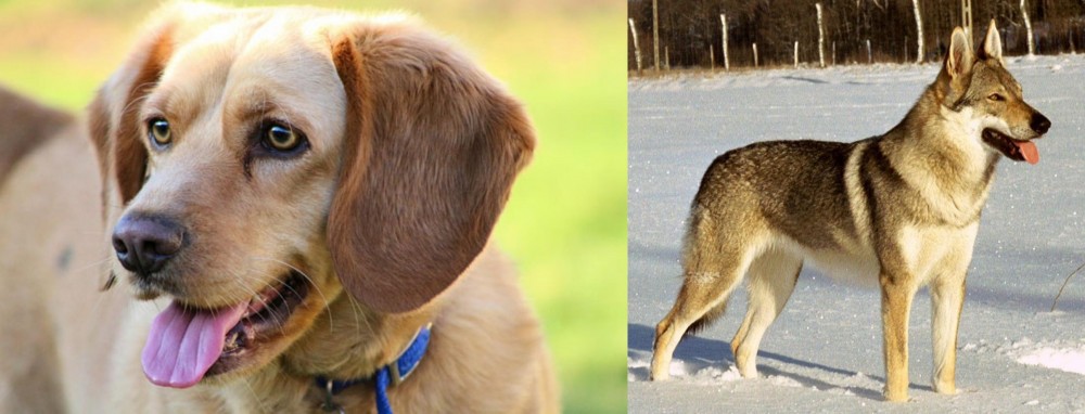 Czechoslovakian Wolfdog vs Beago - Breed Comparison