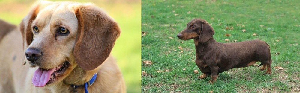 Dachshund vs Beago - Breed Comparison