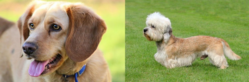 Dandie Dinmont Terrier vs Beago - Breed Comparison