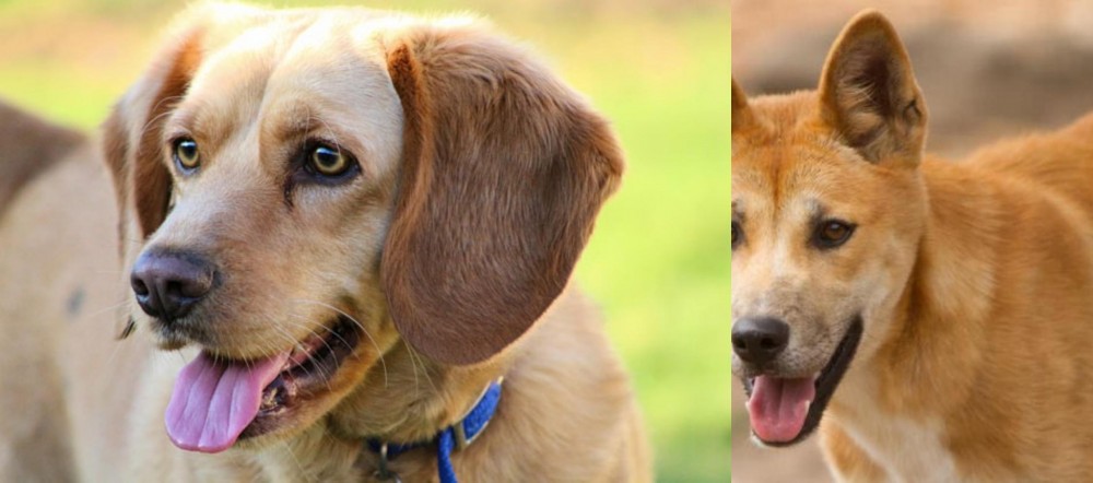 Dingo vs Beago - Breed Comparison