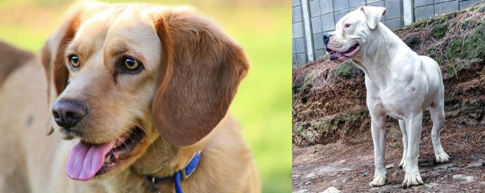 Dogo Guatemalteco vs Beago - Breed Comparison