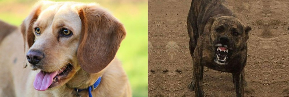 Dogo Sardesco vs Beago - Breed Comparison