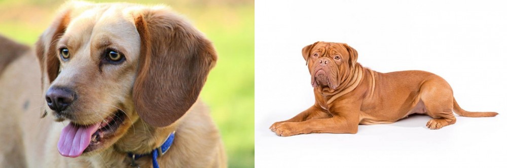 Dogue De Bordeaux vs Beago - Breed Comparison