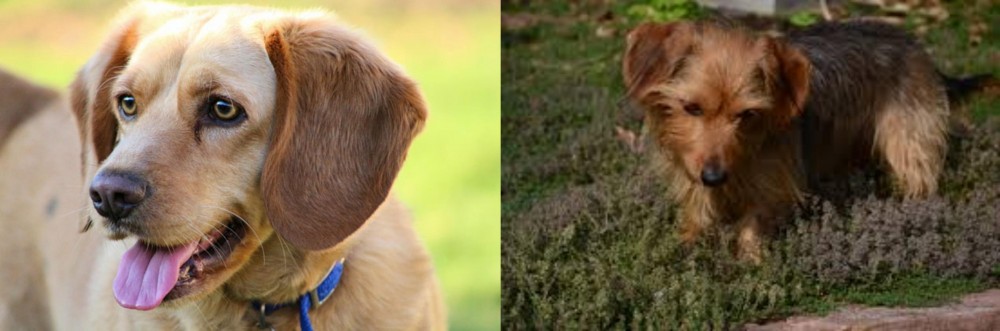 Dorkie vs Beago - Breed Comparison