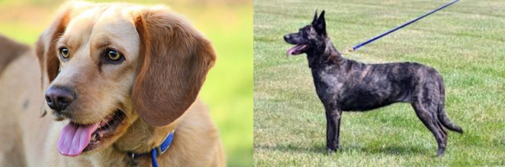 Dutch Shepherd vs Beago - Breed Comparison