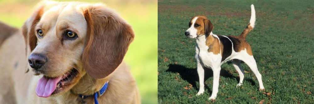 English Foxhound vs Beago - Breed Comparison