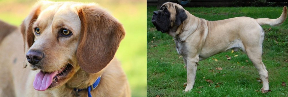 English Mastiff vs Beago - Breed Comparison