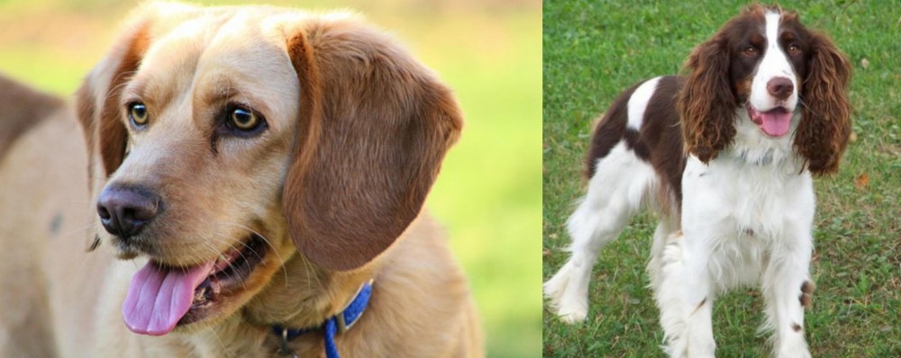 English Springer Spaniel vs Beago - Breed Comparison