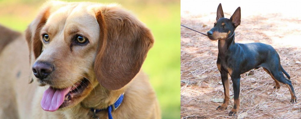 English Toy Terrier (Black & Tan) vs Beago - Breed Comparison