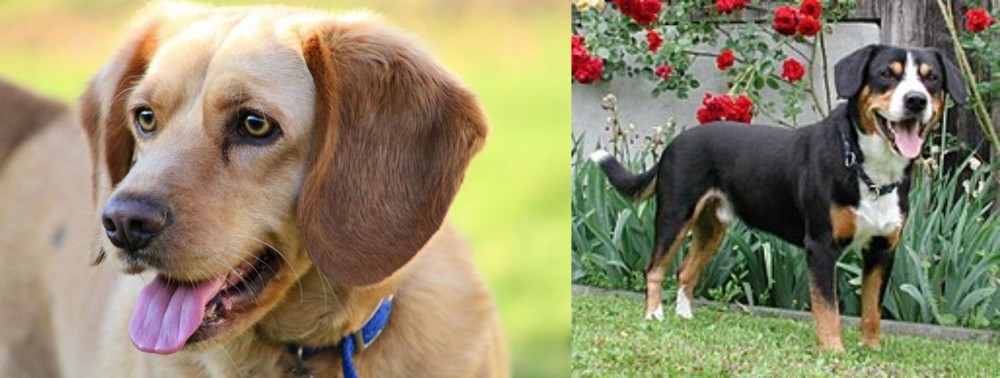 Entlebucher Mountain Dog vs Beago - Breed Comparison