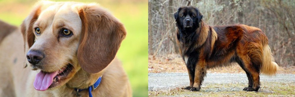 Estrela Mountain Dog vs Beago - Breed Comparison
