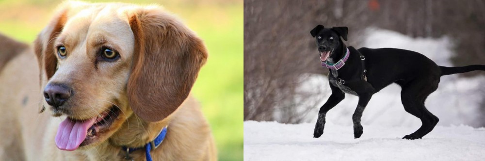 Eurohound vs Beago - Breed Comparison