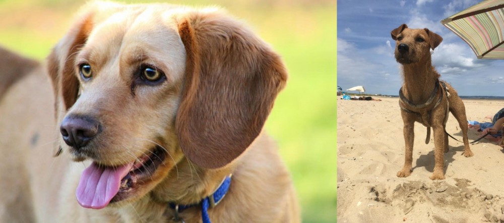 Fell Terrier vs Beago - Breed Comparison