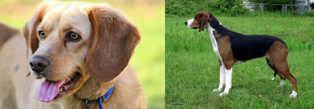Finnish Hound vs Beago - Breed Comparison