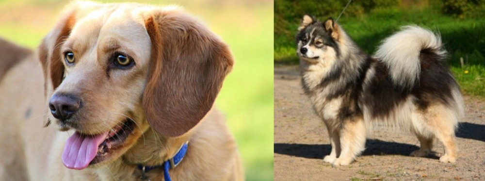 Finnish Lapphund vs Beago - Breed Comparison