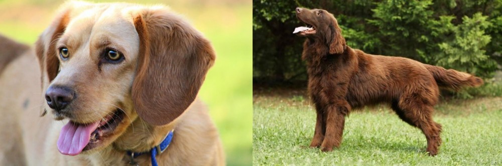 Flat-Coated Retriever vs Beago - Breed Comparison