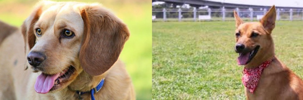 Formosan Mountain Dog vs Beago - Breed Comparison