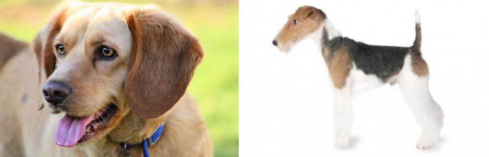 Fox Terrier vs Beago - Breed Comparison