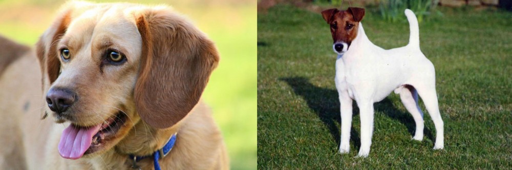 Fox Terrier (Smooth) vs Beago - Breed Comparison