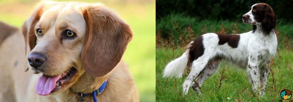 French Spaniel vs Beago - Breed Comparison